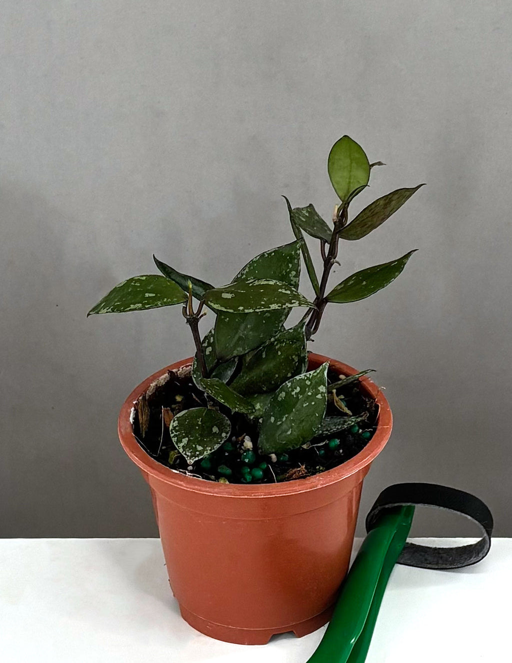 Hoya Krohniana Black Splash - Plant Proper - 3"