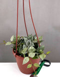Hoya Krohniana Silver Splash - Plant Proper - 4" Hanging Basket