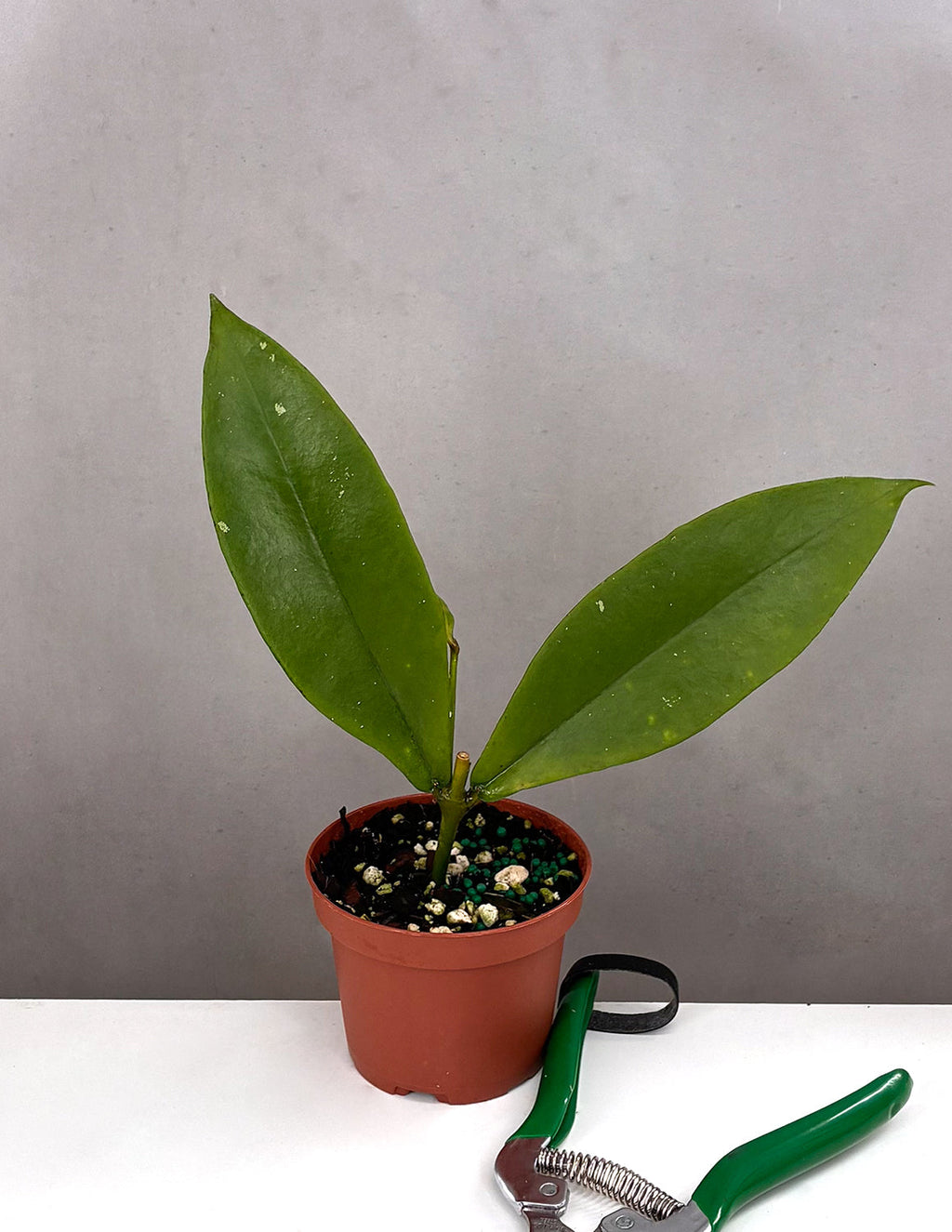 Hoya Lobbii Black - Plant Proper - 3.5" Pot