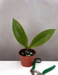 Hoya Lobbii Black - Plant Proper - 3.5" Pot