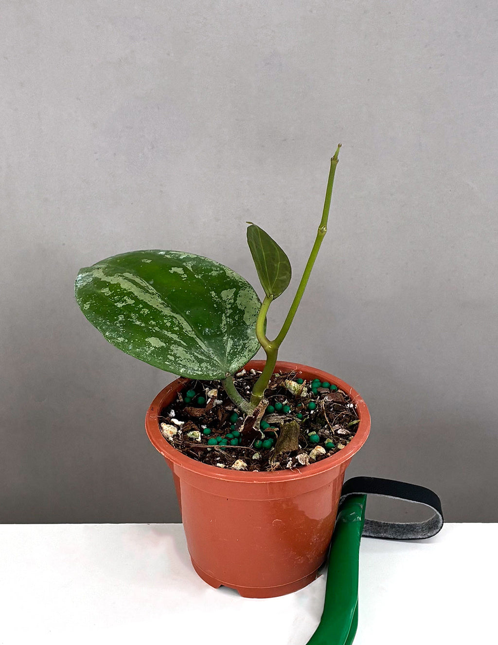 Hoya Macrophylla Snow Queen  - Plant Proper - 3" Pot