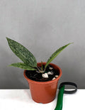 Hoya Malaysia Silver - Plant Proper - 3" Pot