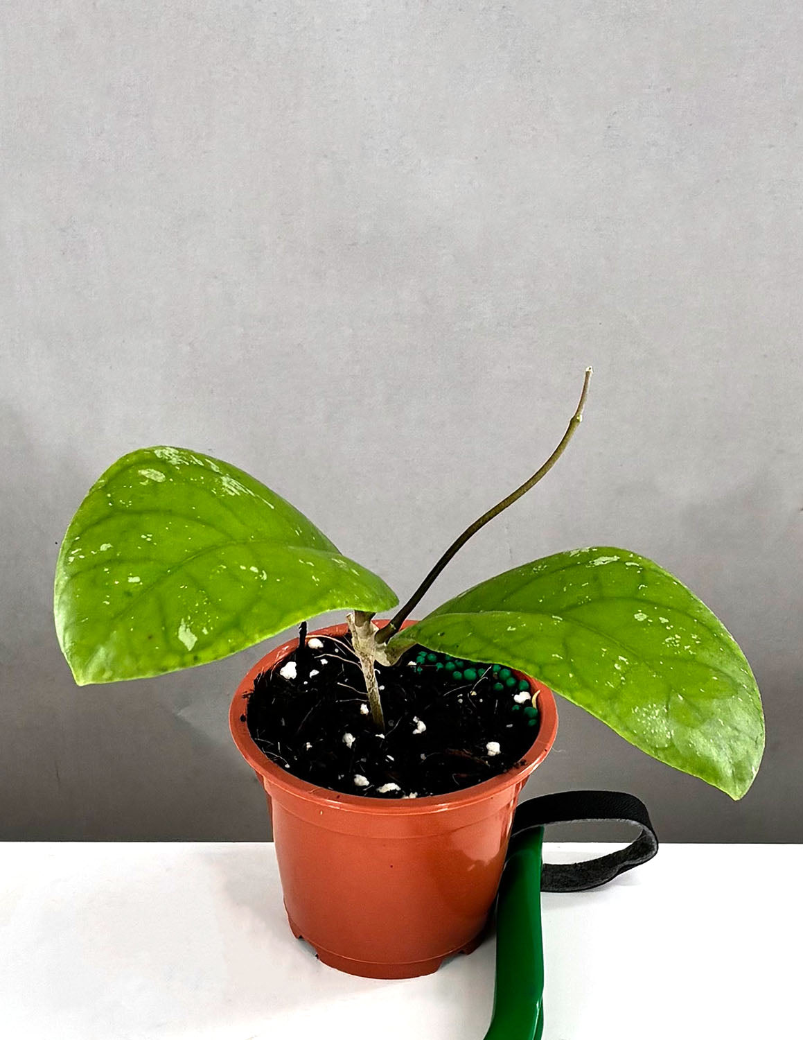 Hoya Meredithii Round Leaf - Plant Proper - 3" Pot