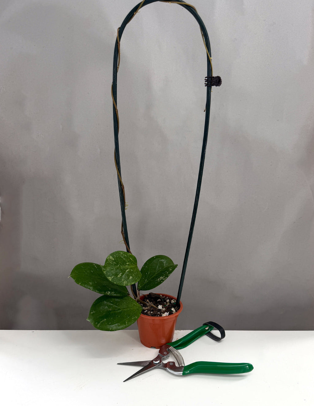 Hoya Michele - Plant Proper - 3" Hoop