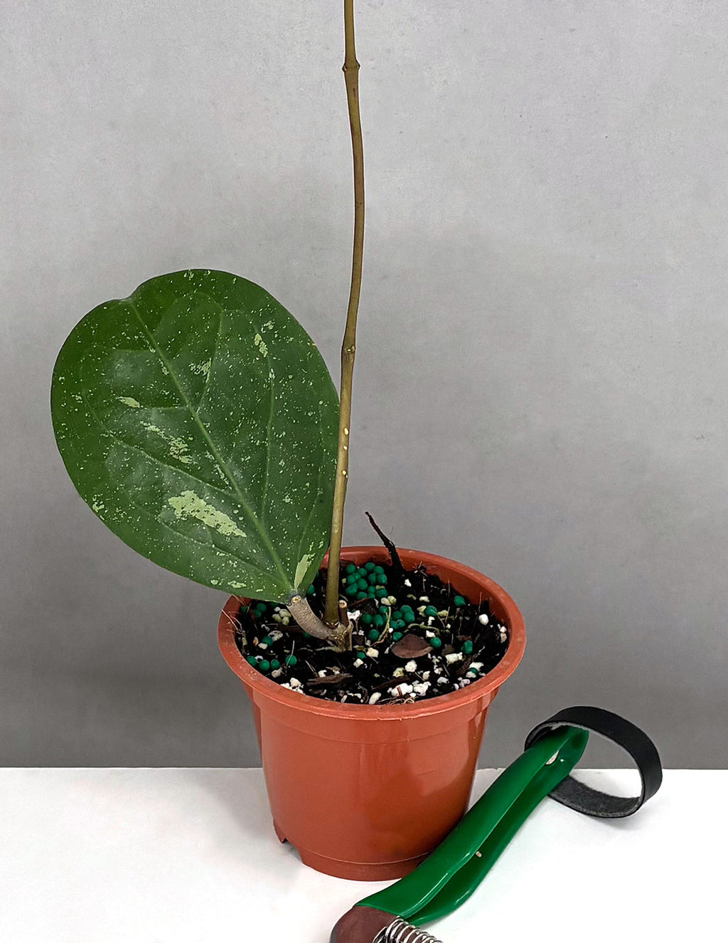 Hoya Michele - Plant Proper - 3" Pot