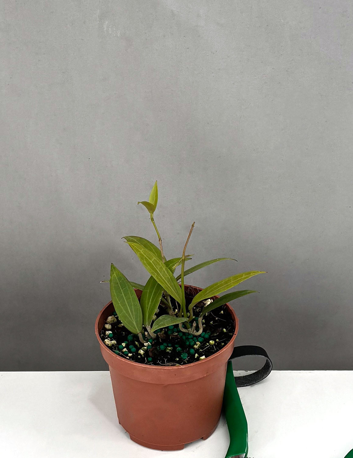Hoya Microdwarf - Plant Proper - 3" Pot