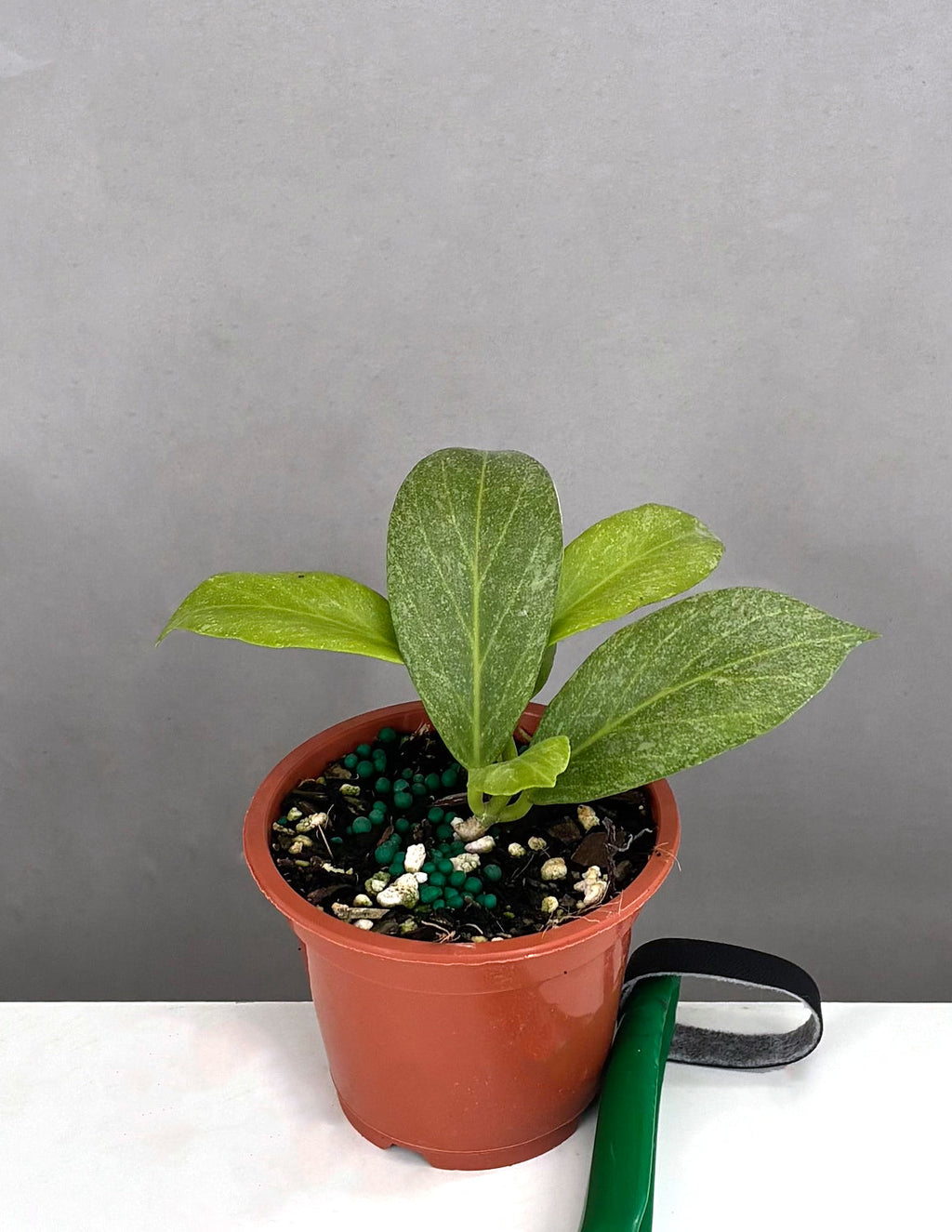 Hoya Obscura Silver - Plant Proper - 3"Pot