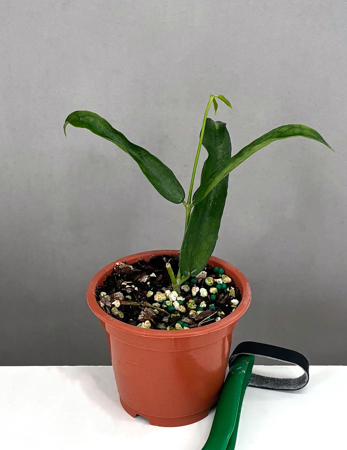 Hoya Pandurata Vietnam - Plant Proper - 3" Pot