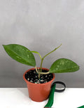 Hoya Icensis Splash - Plant Proper - 3" Pot