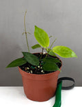 Hoya Piestolepis - Plant Proper - 3.5" Pot