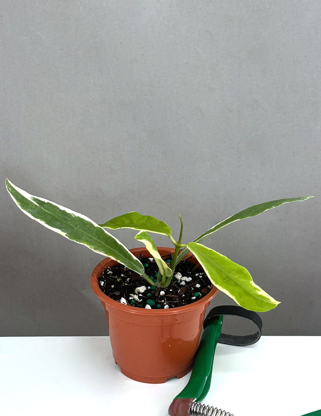 hoya pimenteliana albo - Plant Proper - 3" Pot
