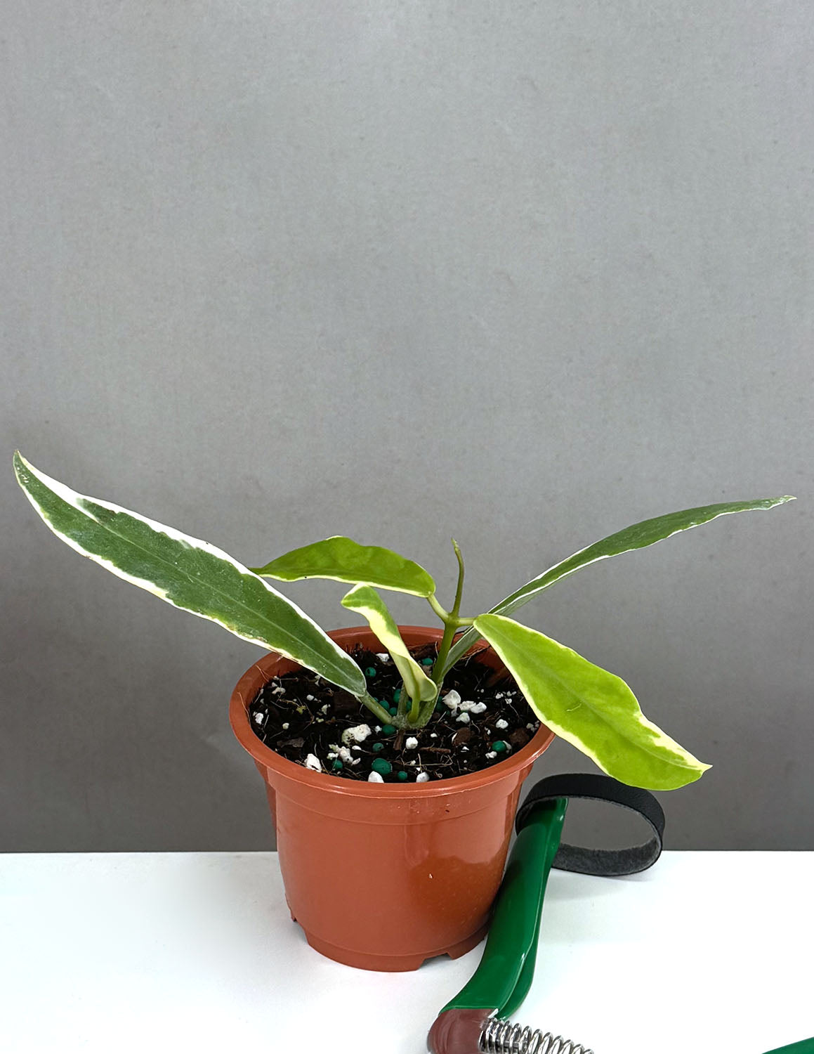 hoya pimenteliana albo - Plant Proper - 3" Pot