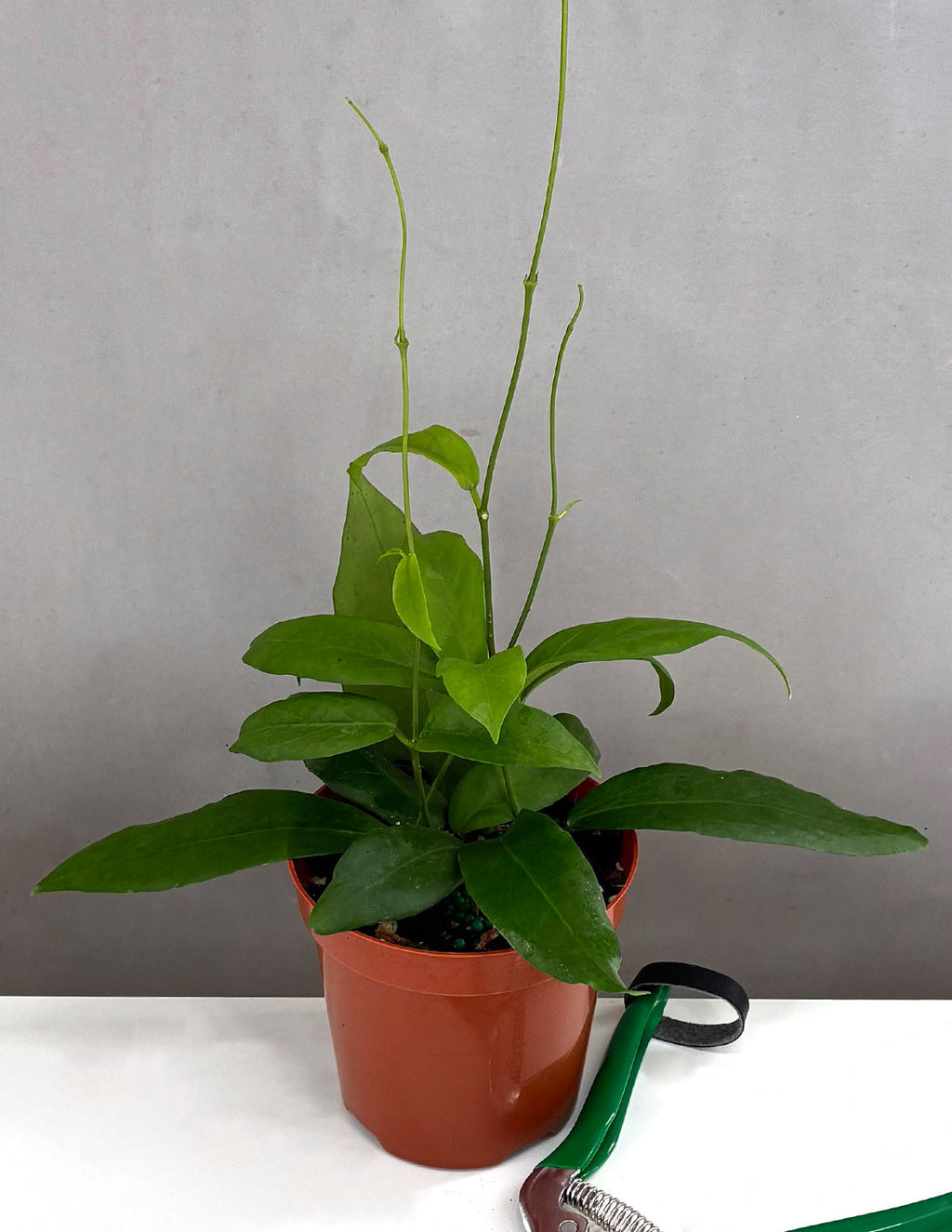 Hoya Pimentilliana - Plant Proper - 4" Pot