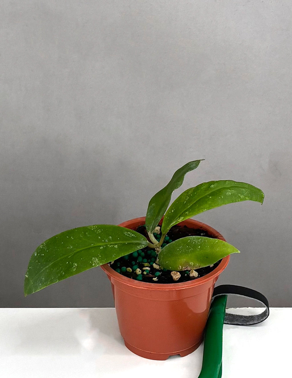 Hoya Polypus Pink - Plant Proper - 3" Pot