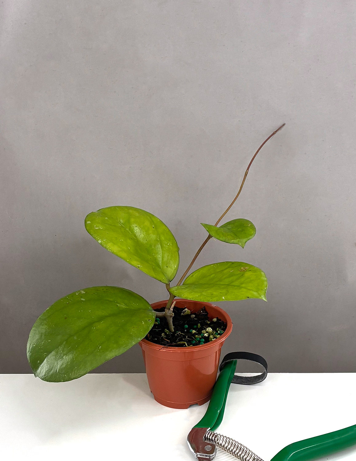 Hoya Ricardo- Plant Proper - 3" Pot