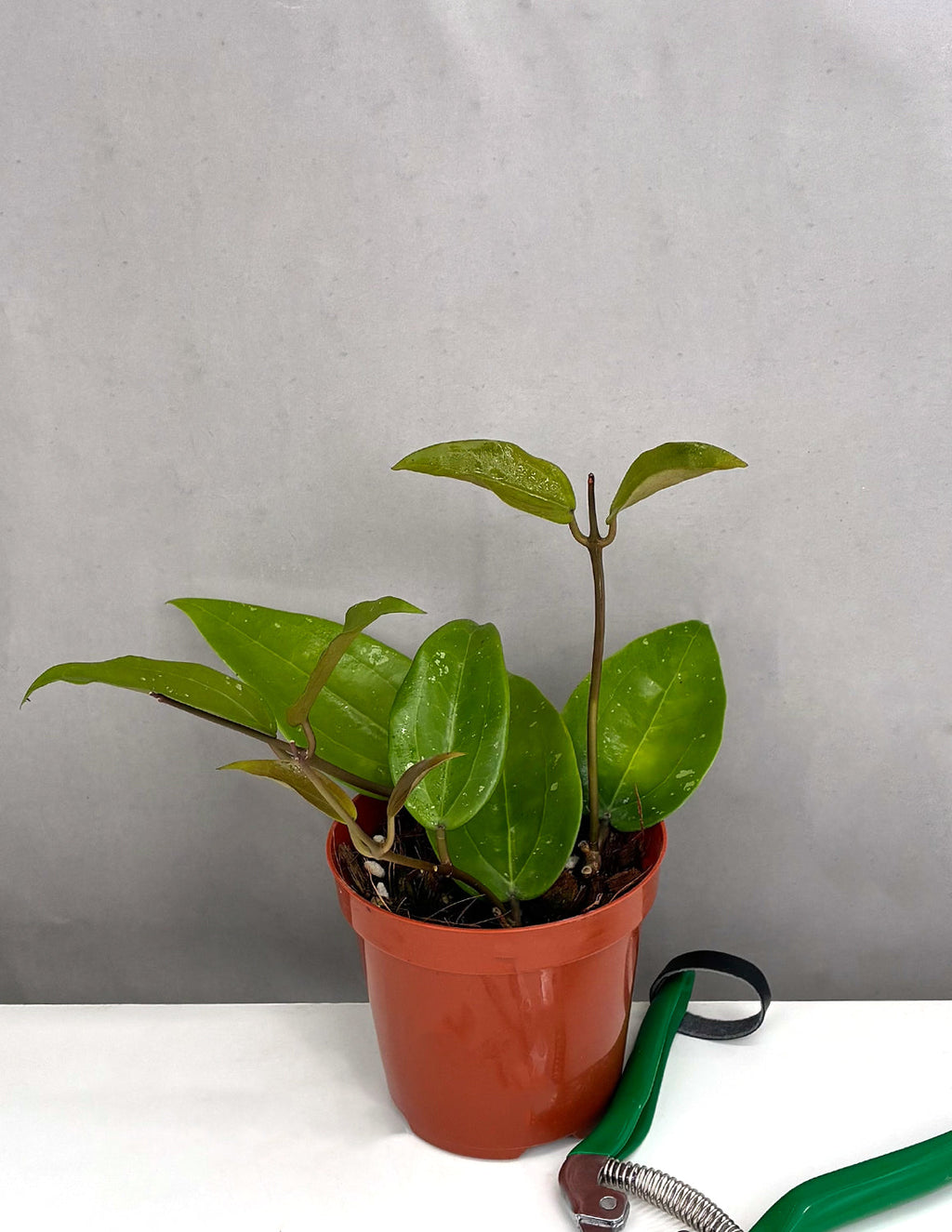 Hoya Rigida - Plant Proper - 4" Pot