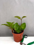 Hoya Rigida - Plant Proper - 4" Pot