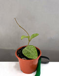 Hoya Rime Splash - Plant Proper - 3"Pot