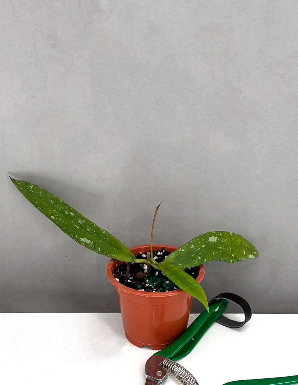 Hoya Scortechinii Splash - Plant Proper - 3" Pot