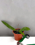 Hoya Scortechinii Splash - Plant Proper - 3" Pot