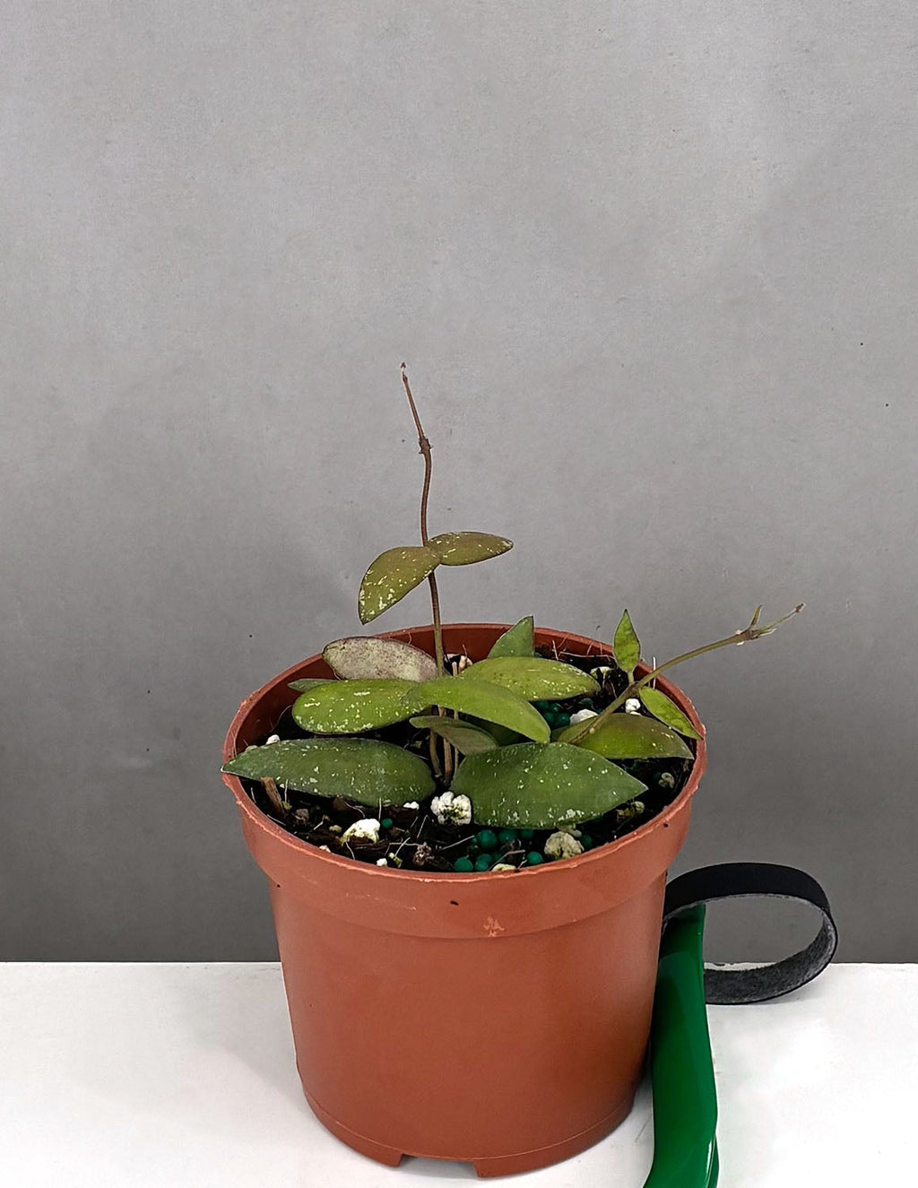 Hoya Sigillatis Alas River - Plant Proper - 3" Pot