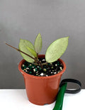 Hoya Snow Cui Silver - Plant Proper - 3" Pot