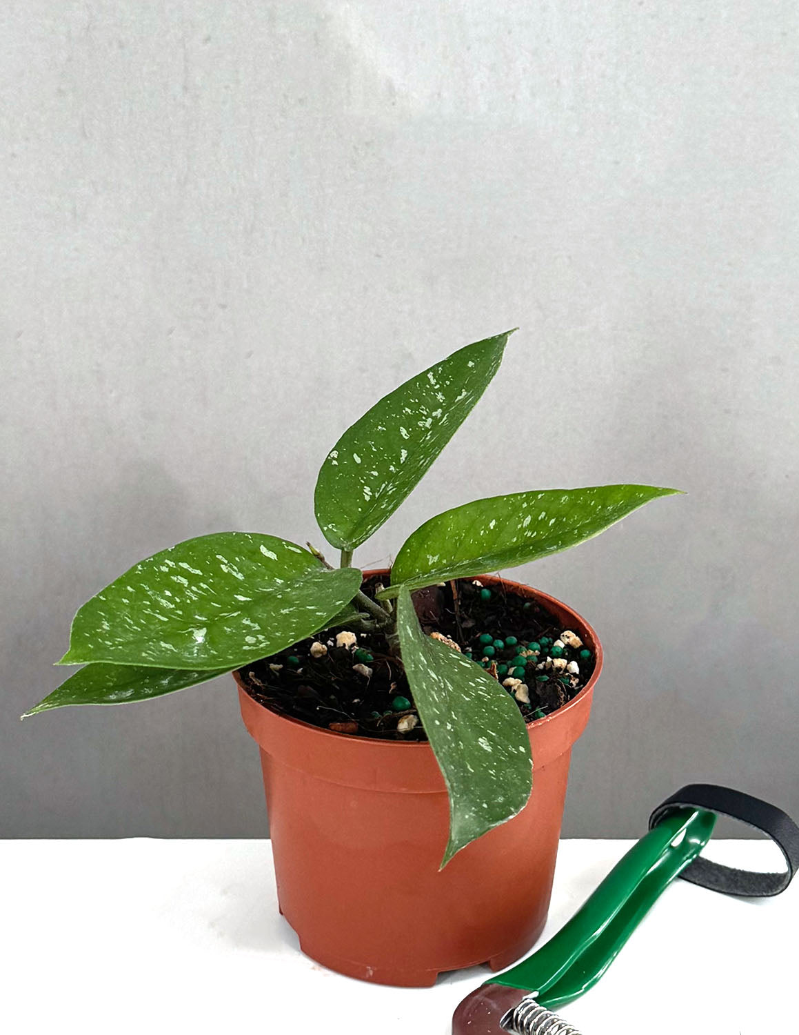 Plant Proper - Hoya Starry Night - 3.5" pot 