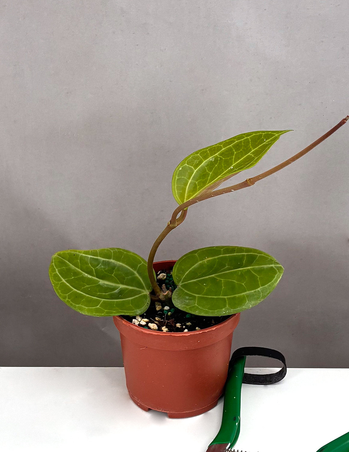 Hoya Sulawesi GPS 8867  - Plant Proper - 3.5" Pot