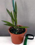 Plant Plant - Hoya Tangamus Bamboo - 3" Pot