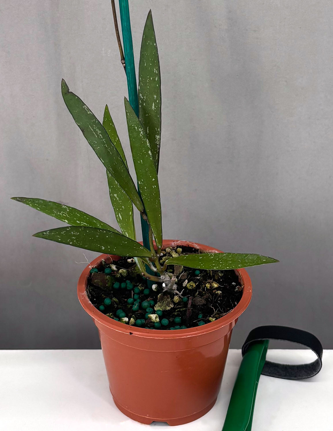 Plant Plant - Hoya Tangamus Bamboo - 3" Pot