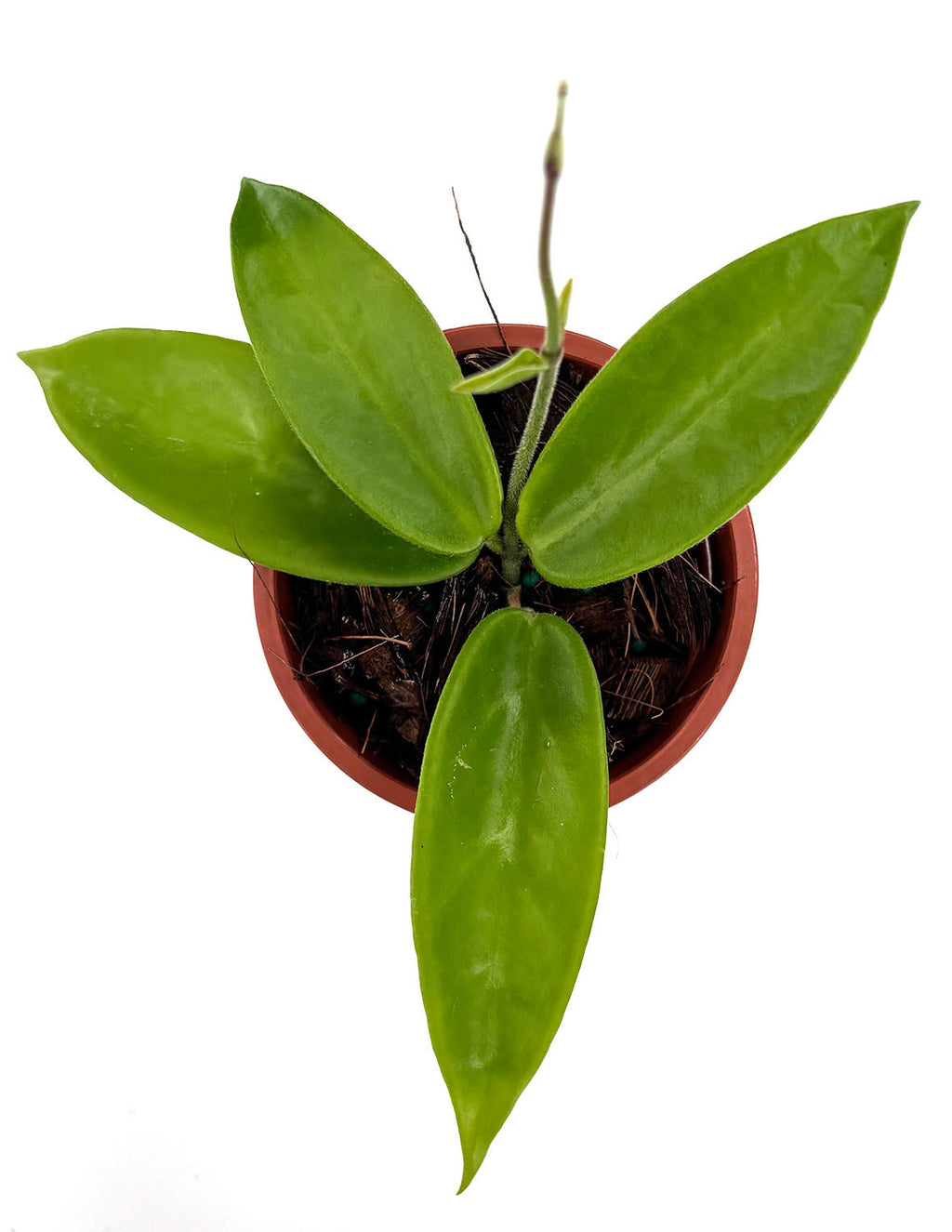 Hoya Vangviengiensis