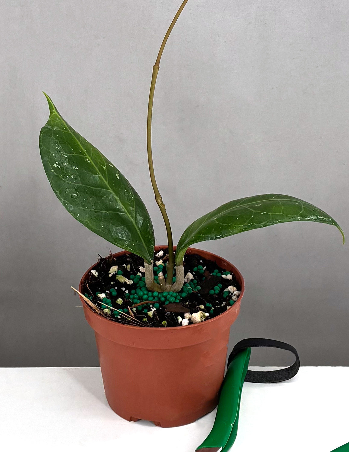 Hoya Verticillata Tanggamus - Plant Proper - 3.5" Pot