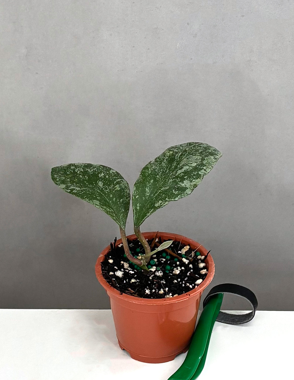 Hoya Waymaniae Cloudy Sky - Plant Proper - 3" Pot
