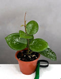 Hoya Carnosa Freckles - Plant Proper - 3" Pot
