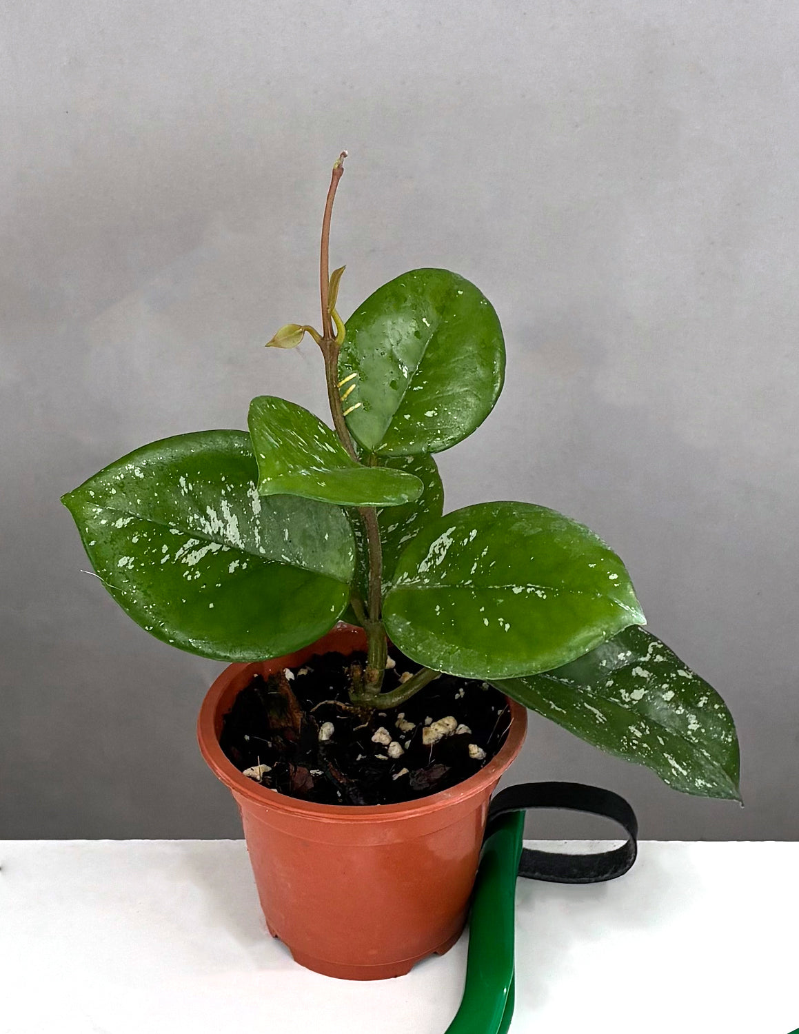 Hoya Carnosa Freckles - Plant Proper - 3" Pot
