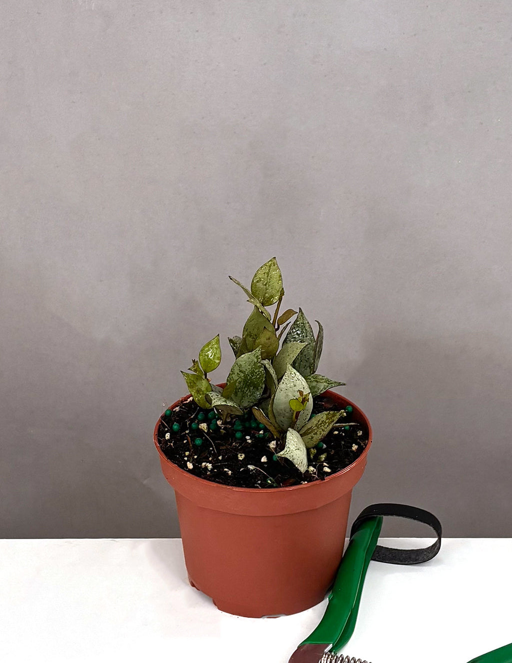 Hoya Krohniana Black Super Silver - Plant Proper - 3.5" Pot