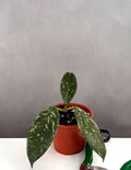Hoya Lai Chau Splash - Plant Proper - 3" Pot