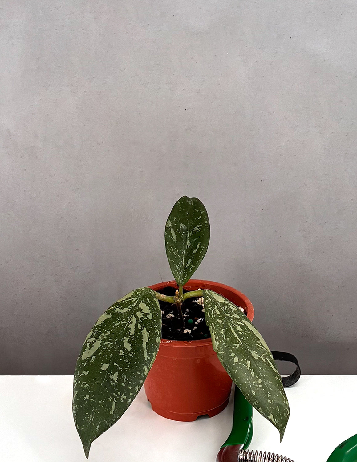 Hoya Lai Chau Splash - Plant Proper - 3" Pot
