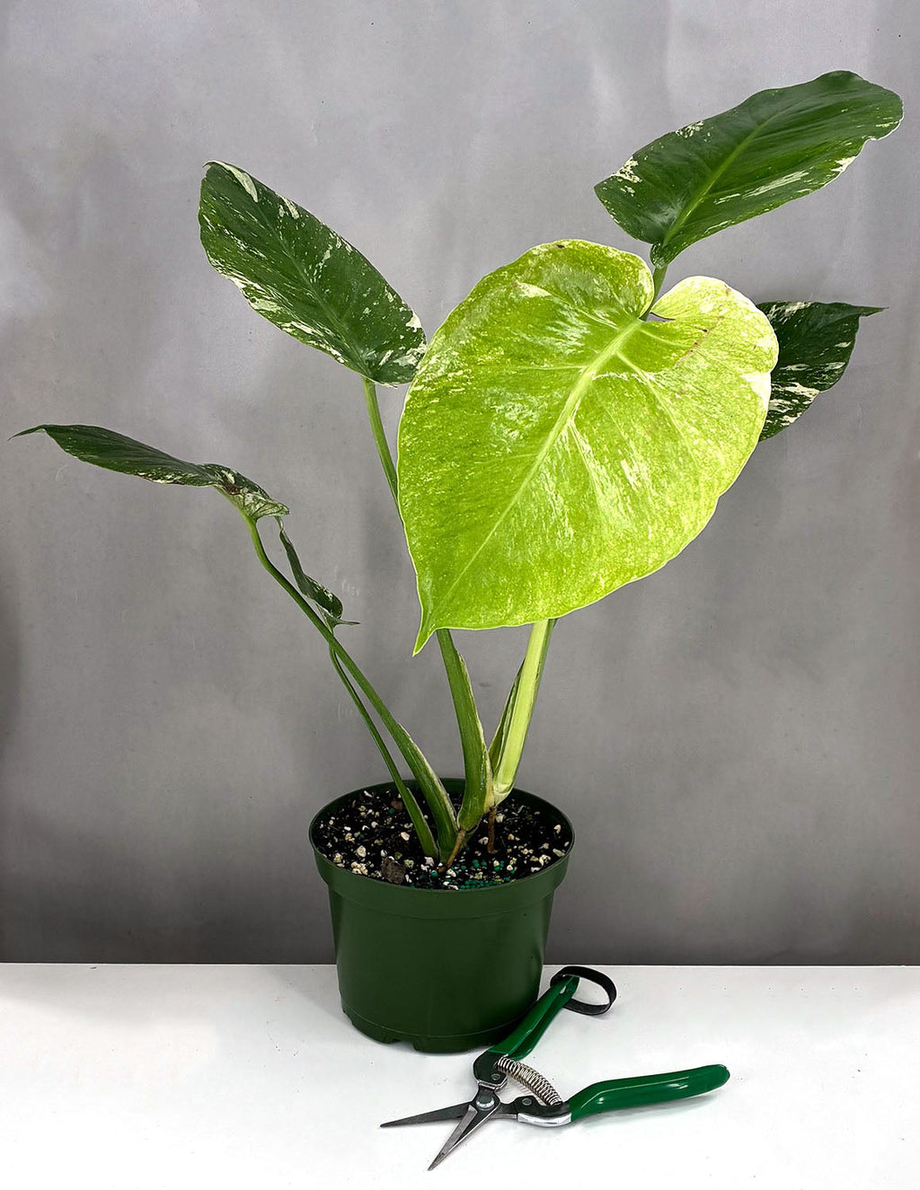 Monstera Mint - Plant Proper - 6" Pot