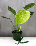 Monstera Mint - Plant Proper - 6" Pot