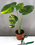 Monstera Yellow Marilyn - Plant Proper - 4" Pot