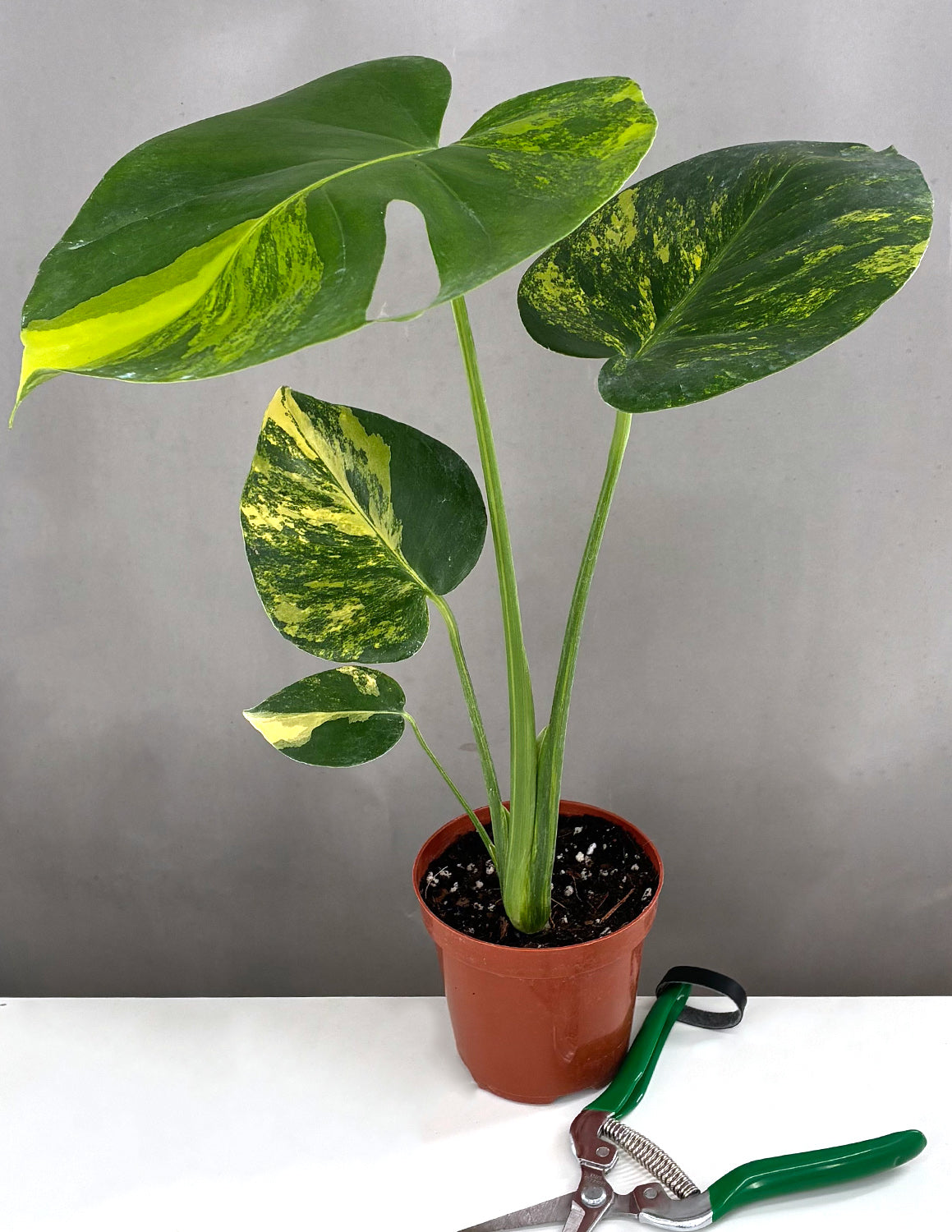 Monstera Yellow Marilyn - Plant Proper - 4" Pot