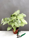 Syngonium Moonshine - Plant Proper - 4" Pot