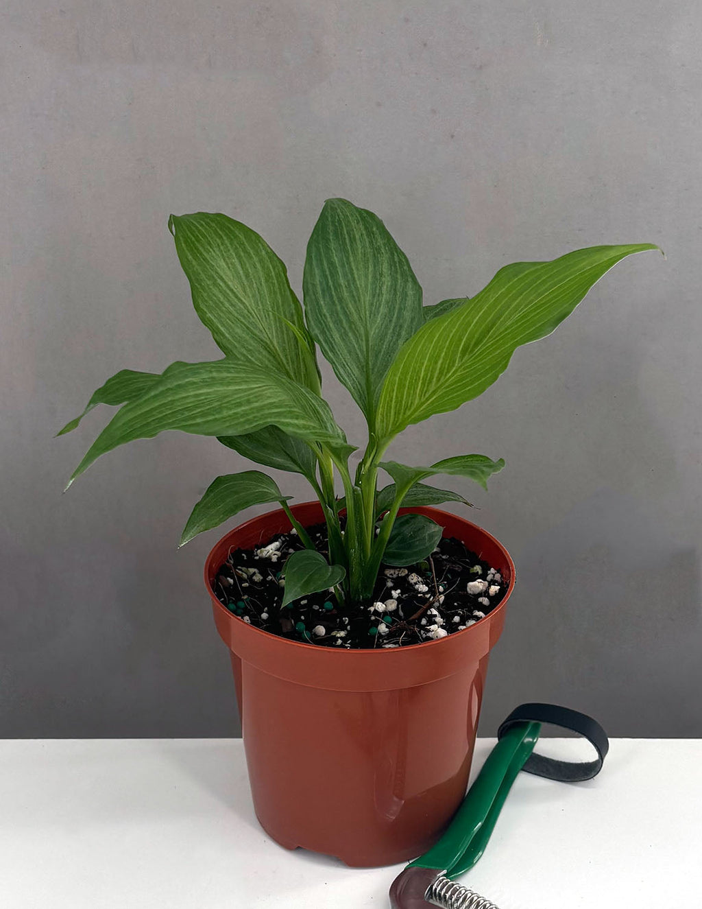 Peace Lily Platinum Mist