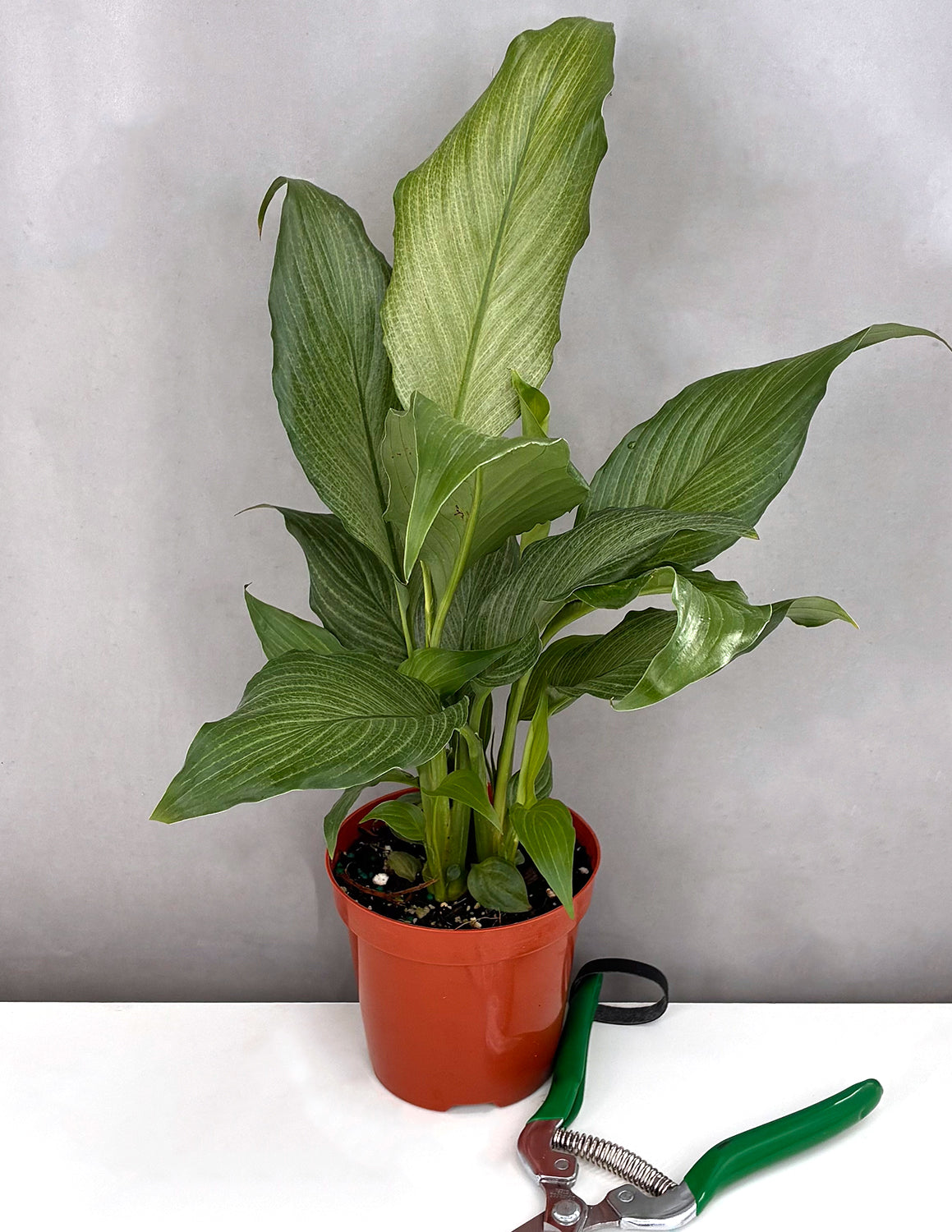 Peace Lily Platinum Mist - Plant Proper - 4" Pot