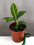 Peace Lily Silver Streak - Plant Proper - 4" Pot