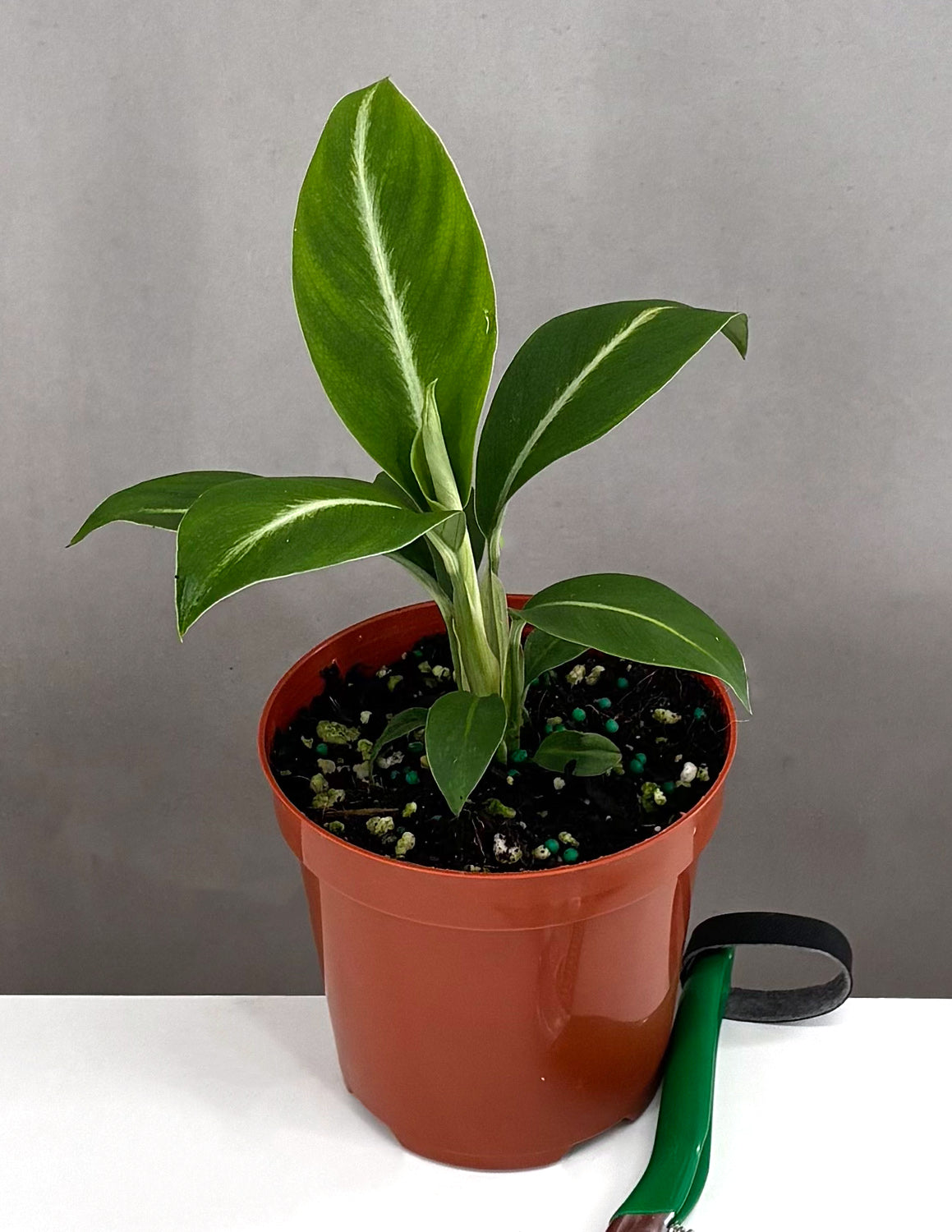 Peace Lily Silver Streak - Plant Proper - 4" Pot