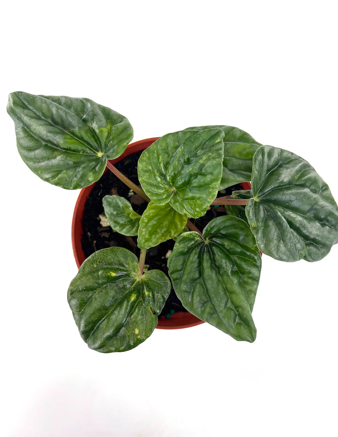 Peperomia Caperata Buenos Aires