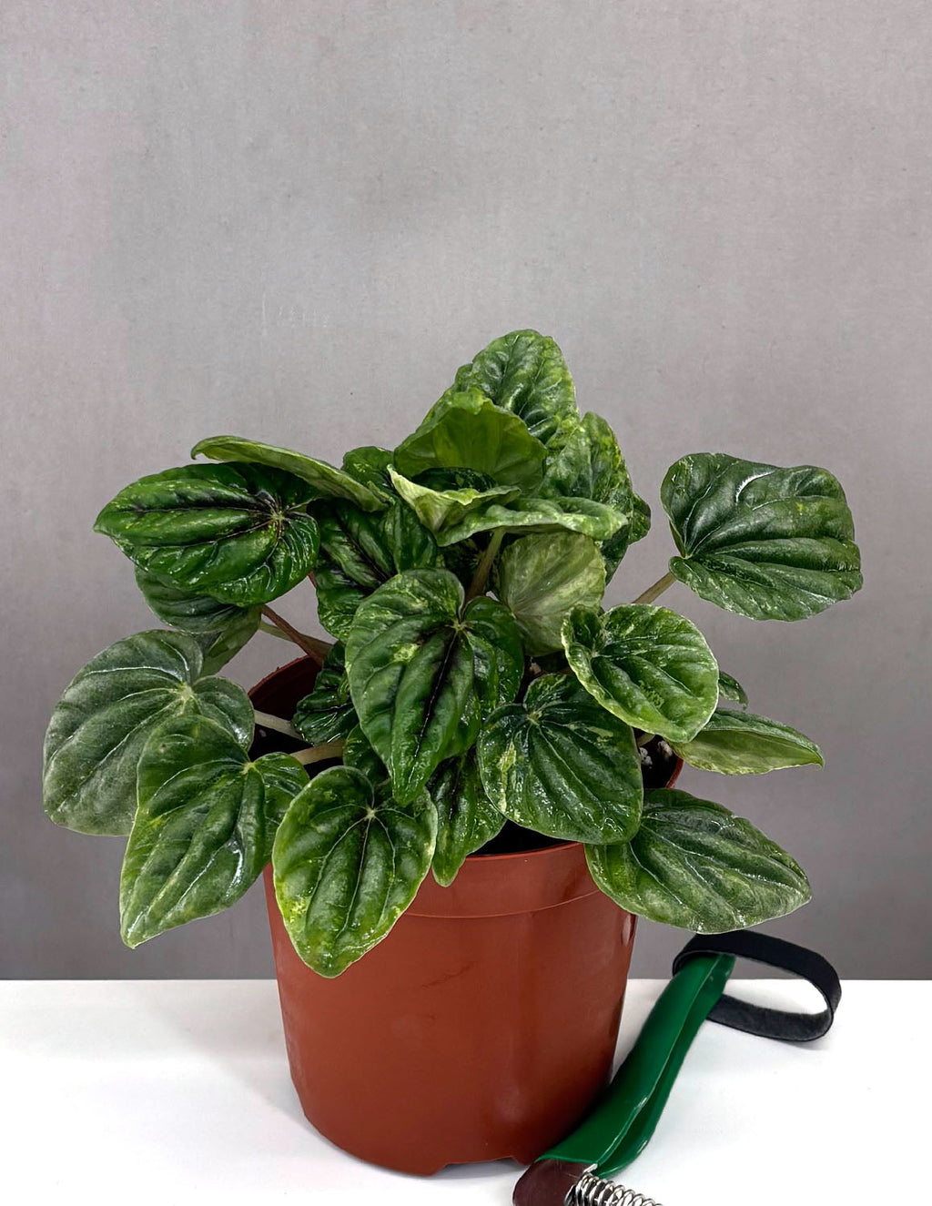 Peperomia Caperata Buenos Aires - Plant Proper - 4" Pot