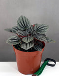 Peperoia Caperata Mendoza - Plant Proper - 4" Pot
